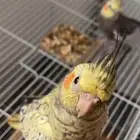 كروان كوكتيل مفقود اللي يحصله يتصل علينا ويبشر بالخير الليف