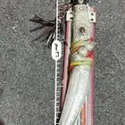 شفار للبيع