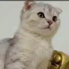 قط سكوتش فولد ذكر