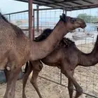 قعدان للبيع