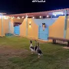 مربط نوماس الإيواء الخفجي