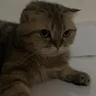 قططه انثى سكوتش للبيع
