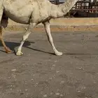 البيع ضريبه عل شرط شقح كفو
