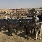 معزا مقاني