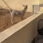 جفره هجين قزمي