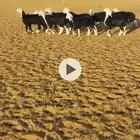 للبيع رخال نجد وبريات ونظيفة شرط