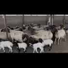 غنم نعيم متابيع .