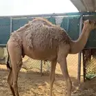 مفاريد شقح قعدان ثنين طيبات مقفله شحمه الخرج