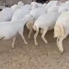 26 غنم حرش ساسها رفيديات حصيب تولد