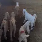 دواغير للبيع