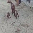 ماعز وضان حريه  عرضين