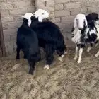 خروفين وثلاث رخال الخروفين فيهن ضعف والرخال فل شحم