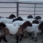 جذعات مقاني
