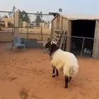 خروف نعيمي