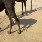 حشو تربية مجاهيم