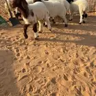 تم البيع