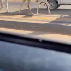 عشرا وضحا رمانيه كفو تحتها قعود فردي