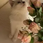 قطه جميله لتبني