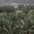 نخيل تمور للبيع