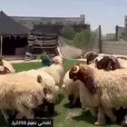 اضاحي كايفه ولله نعيم وحريات ونجد الدمام الظهران الخبر