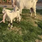 هولنديه فاخر متوم خصم الخصم تممم البيع