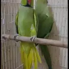 دره هندي جوز ذكر و انثى