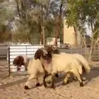 فحول نعيم صنف للبيع