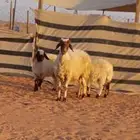 للبيع سديس نعيميه متاوم