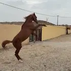 حصان شعبي حار ر كفو على سوم