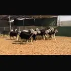 عرض رخال جذعات