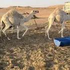 قعدان ذبح للبيع