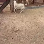 نعجه حايل