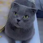 قط ذكر سكوتش فولد بريطاني