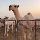 حوارة باتلية