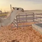 حوار طيب ماشاء الله تبارك الله