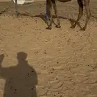 للبيع لقحات سليمه