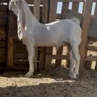 مشروع فحل هولندي ابيض ابرص