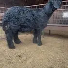 مشروع فحل نجدي ادلم