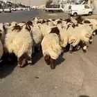 خرفان نعيمي