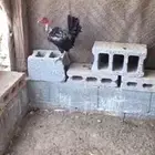 بحريني للبيع
