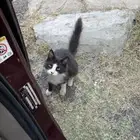 قطه أليفه للتبني تكفووون