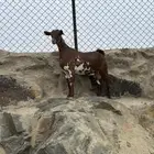 عنز دهما ماشاء الله