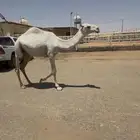 البيع بكره مفروده باتلي