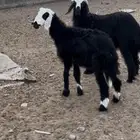 رخال