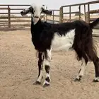 اجمده سوريه