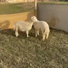 خروف ورخل