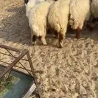 بهم نعيم