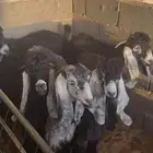 تيوسس