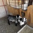 تيس وعناق للبيع