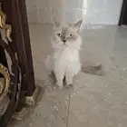 قطه لتبني هي وعيالها مع بعض